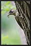 Groene Specht, European Green Woodpecker, Picus viridis Location: Twente. the Netherlands Groene Specht MG 2299 kopie